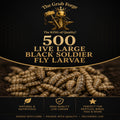 500 LIVE Large Quality Black Soldier fly Larvae