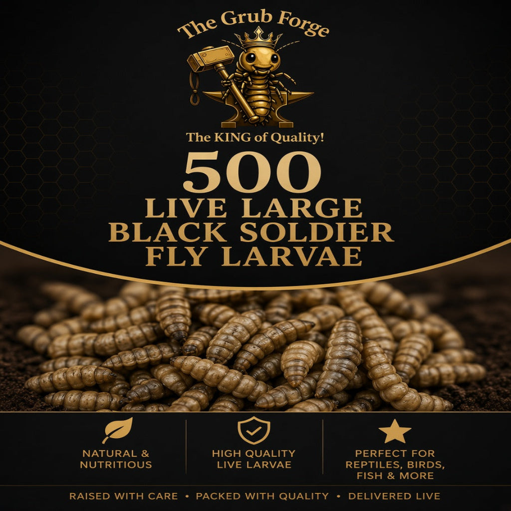 500 LIVE Large Quality Black Soldier fly Larvae